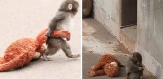 Annesi tarafından terk edilen maymun viral oldu! Aradığı şefkati peluş oyuncakta buldu