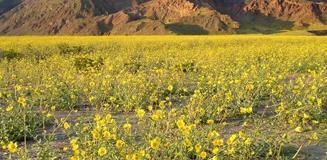 Kıyamet alameti mi? Ölüm Vadisi'nden gelen görüntü dünyayı şoke etti