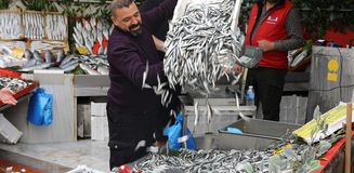 Hamsinin fiyatı 50 liraya düştü, tezgahlarda kuyruk oluştu Hamsinin fiyatı 50 liraya düştü, tezgahlarda kuyruk oluştu
