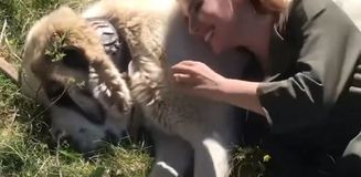 Köpeği seviyordu, sonu faciayla bitti Köpeği seviyordu, sonu faciayla bitti