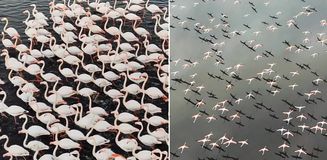 Kayseri'de eşsiz görüntü! Yılın ilk flamingo kafilesi geldi Kayseri'de eşsiz görüntü! Yılın ilk flamingo kafilesi geldi