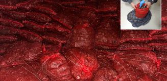 Halk sağlığını hiçe saydılar: 10 ton kaçak midye ele geçirildi