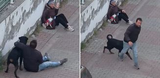 Rottweiler, küçük köpeğe saldırdı! Kadının çığlıkları mahalleyi inletti