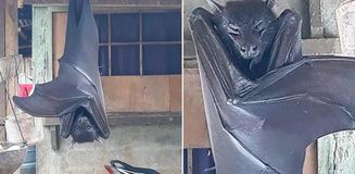 Görenleri dehşete düşüren yarasa! Uzmanların açıklaması şaşkınlık yarattı