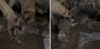 Ahıra girmeye çalışan kurt, kangallara yakalanınca bedelini ağır ödedi