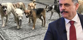 Bakan Çiftçi, sokak hayvanları sorununun tamamen çözümü için tarihi verdi Bakan Çiftçi, sokak hayvanları sorununun tamamen çözümü için tarihi verdi