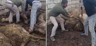 Sabah uyanıp ağıla giden üretici, gördüğü manzara karşısında şoke oldu