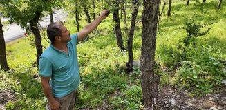 İlçe halkı alarmda! Ormanlık alanda tırtıl istilası başladı