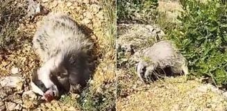 Yer: Malatya! Dünyanın en korkusuz hayvanını tek hamlede bayılttı Yer: Malatya! Dünyanın en korkusuz hayvanını tek hamlede bayılttı