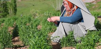 İstanbul’dan taşındığı köyünde yetiştiriyor, yurt dışına satıp servet kazanıyor