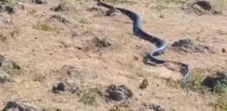 Diyarbakır'da yaklaşık 3 metre uzunluğunda yılan görüntülendi Diyarbakır'da yaklaşık 3 metre uzunluğunda yılan görüntülendi