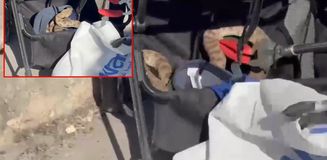 Bebek arabasına ağaçtan yılan düştü Bebek arabasına ağaçtan yılan düştü