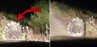 En tehlikeli hayvanlar arasında! Elazığ'da oklu kirpi görüntülendi En tehlikeli hayvanlar arasında! Elazığ'da oklu kirpi görüntülendi