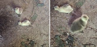 Elazığ'da yılan kümesteki 5 kaz yavrusunu telef etti
