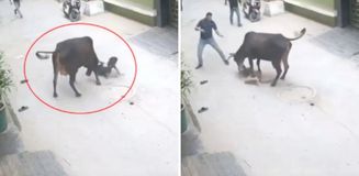 Çığlık sesleri mahalleyi ayağa kaldırdı! Başıboş inek küçük çocuğu saldırdı