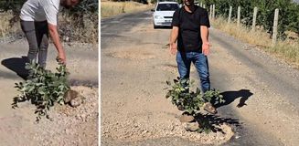 Çukurlar halkı canından bezdirdi! Seslerini duyurmak için yol ortasına ağaç diktiler