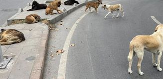 Ankara Valisi Canbolat 52 bin sahipsiz köpeğin toplandığını açıkladı