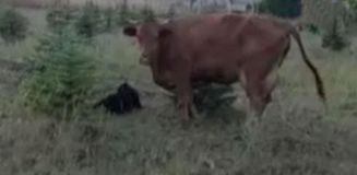 Kaybolan ineğini ararken sürprizlerin en güzeliyle karşılaştı 