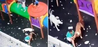 Sokak köpekleri parkta oynayan küçük çocuğa saldırdı