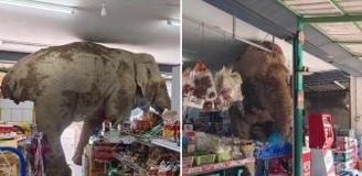 Vahşi fil marketi bastı, raflardaki atıştırmalıkları yedi