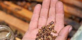 Geçmişte çöpe gidiyordu, şimdi kilosu 3 bin TL'den satılıyor