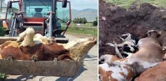 Ardahan'ın sessiz çığlığı! Ölen hayvan sayısı korkunç boyutlara ulaştı