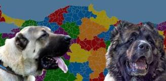 Karslılar ile Sivaslılar karşı karşıya: Kangal mı yoksa Kafkas çoban köpeği mi?