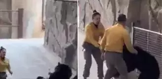 Çin'deki safari parkında bakıcısına saldıran ayı dehşet saçtı