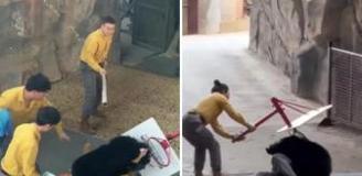 Yiyecek kokusuyla çıldıran ayı bakıcısını ağır yaraladı