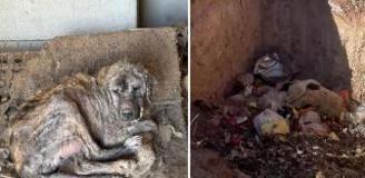 Sözde barınakta dehşet görüntüler: Köpekler açlıktan birbirini yedi