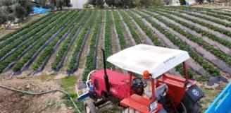 Yaz meyvesinde kış hasadı başladı! Kilosu 130 TL'den satılıyor