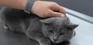 İştahsız kedisini veterinere götüren çift hayatının şokunu yaşadı