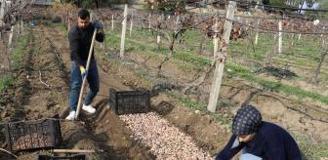 Kariyerini bıraktı, girdiği tarlada 'beyaz altın' buldu