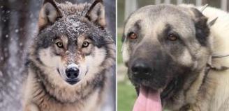 Yasak aşk yaşayan iki ezeli düşman! Kurt ile kangal çiftleşti, ortaya acayip bir tür çıktı