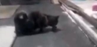 Kedi, fırın tezgahının üzerinde fareyle oynadı