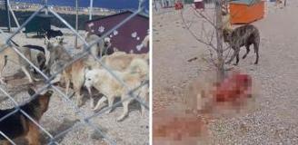Barınakta aç ve susuz bırakılan köpeklerin birbirini parçaladığı iddiası