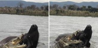 Nefes kesen anlar: Timsahın saldırdığı bufalo mucizevi şekilde kurtuldu