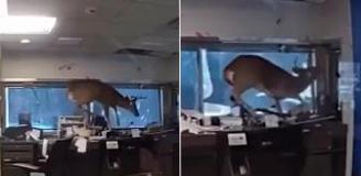 Banka alarmı çalınca polis gitti, davetsiz misafirle karşılaştı