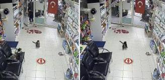 Avcılar'da 3 çocuk veterinere torpil attı; içerideki hayvanların kaçıştığı anlar kamerada