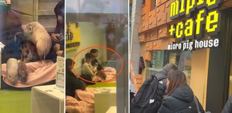Japonya'da bir Türk'ün şaşkınlığı: Domuzlarla kahve keyfi