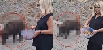 Safiye Soyman kapısına dayanan domuzu elleriyle besledi