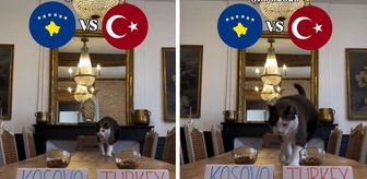 'Nimbus The King' isimli kedi Kosova - Türkiye maçının kazananını tahmin etti