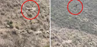 Şırnak'ta kartalın domuz avı kamerada