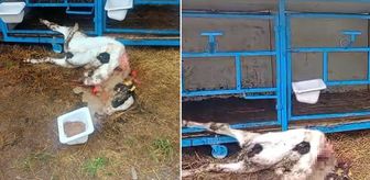 Başıboş köpekler buzağıyı parçaladı