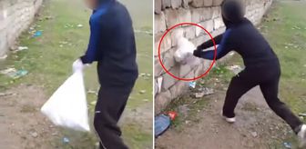 Van'da bir grup çocuk kediye böyle eziyet etti! Çuvala koyup duvara vurdular