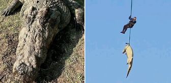 Kayıp kişileri o mu yedi? Dev timsahın midesinden 6 çift terlik çıktı