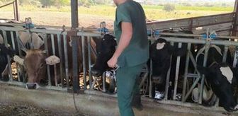 Aydın'da 17 mahallede şap hastalığı nedeniyle karantina tedbirleri alındı