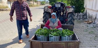 Üzümden önce yaprağı kazandırdı: Kapış kapış gidiyor