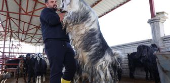 Kurban mesaisinde 'rekor' heyecanı: 140 kilogramlık dev keçi
