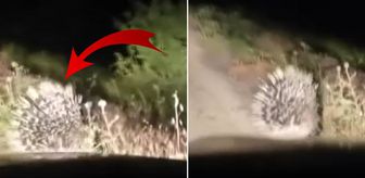 En tehlikeli hayvanlar arasında! Elazığ'da oklu kirpi görüntülendi